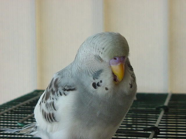 Baby Male Parakeet