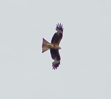 bird-of-prey-2.jpg