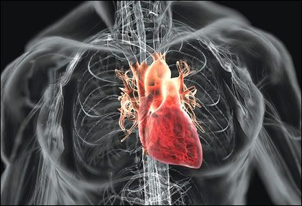 The Heart and Blood Vessel