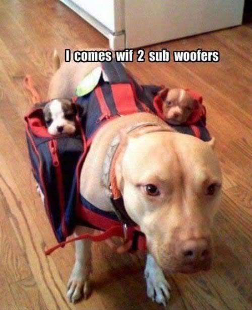 dog-comes-puppies-two-subwoofers-1275567122b.jpg