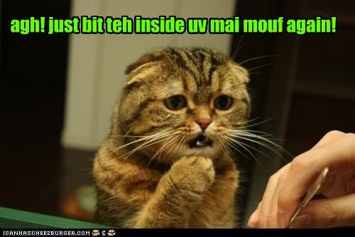 funny-pictures-cat-bit-mouth.jpg