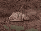 theapple1.gif