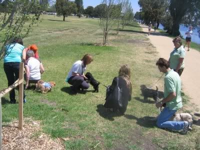 Puppy school 1