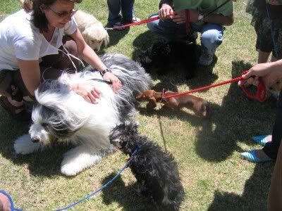 Puppy school 4