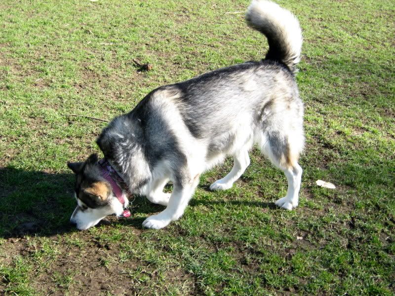 furminator beagle brush