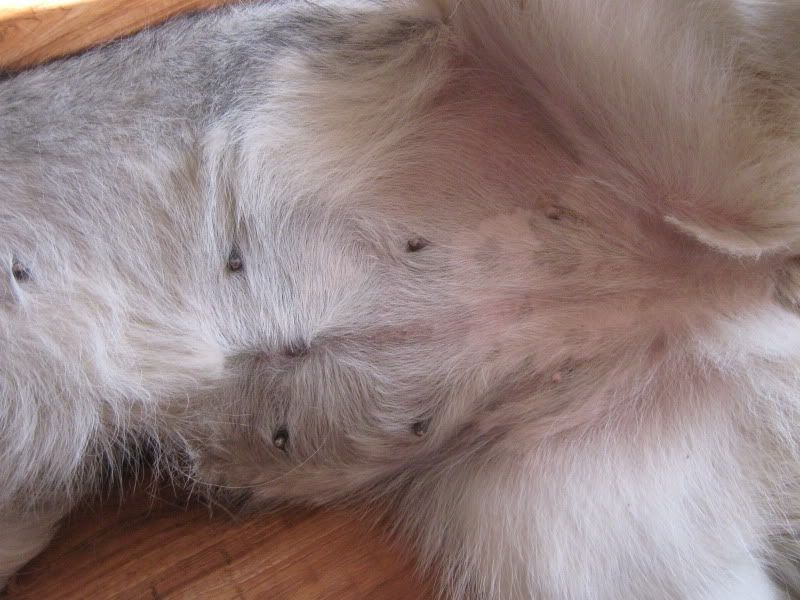 Spay scar? UK Pet Forums Forum