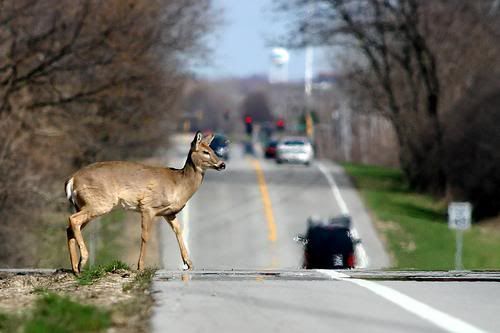 deerroad.jpg