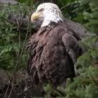 eagle.jpg