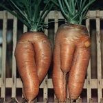veg_zpso7fbzevr.jpg