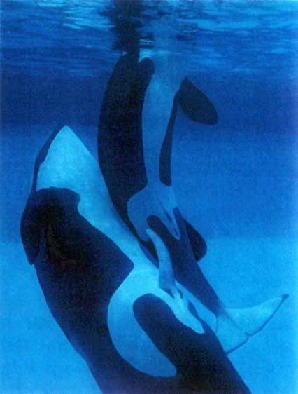 orca movie pose