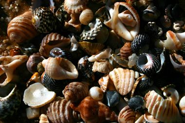 australian seashells