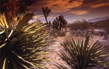 joshua tree: image by dafalias