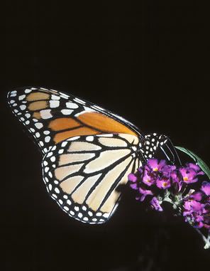 monach on lavender flower