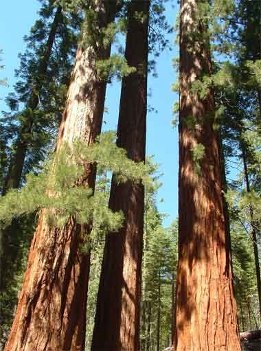 a cluster of redwoods