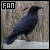 one of my animal totems: i love crows!