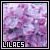 lilac love