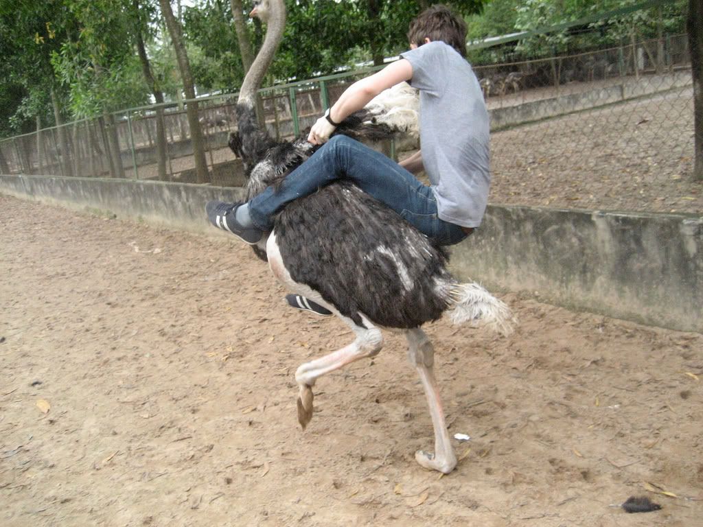 attempting to ride an ostrich, sweating