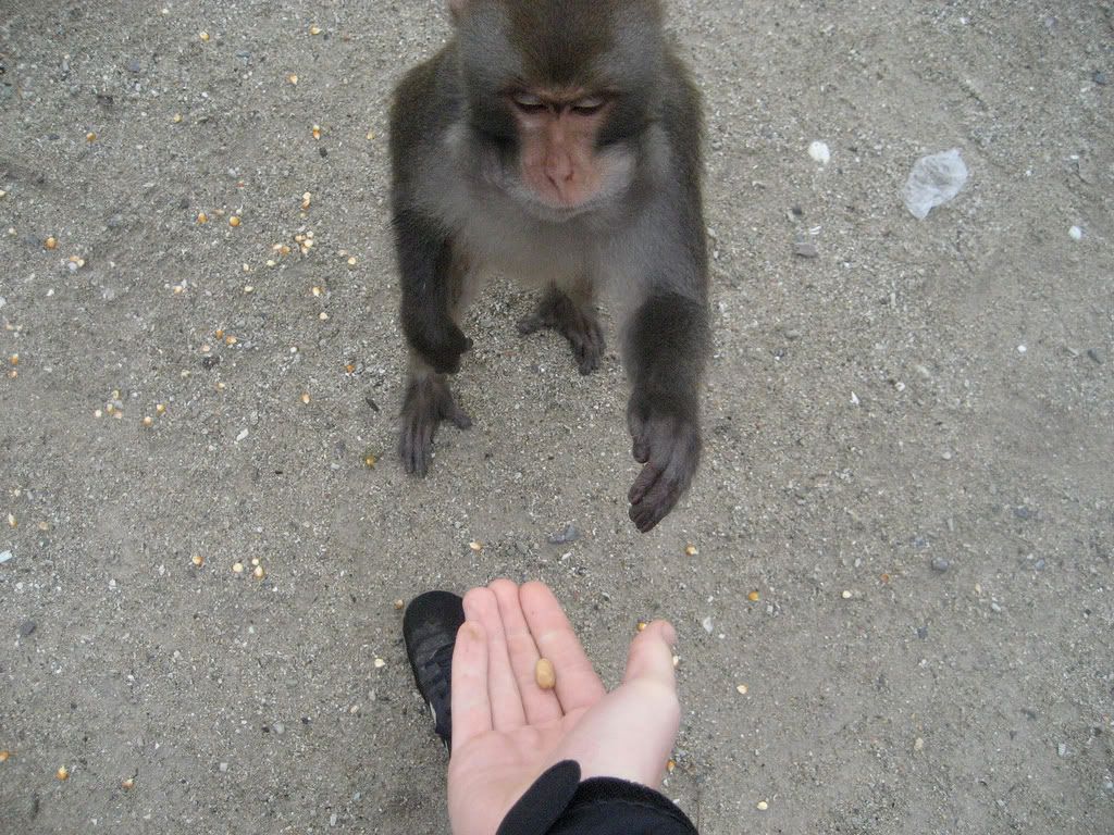 monkey bidness