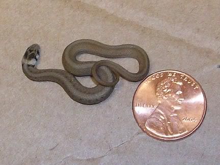 Baby Rattlesnake Pictures on Com F247 B74 Snakes Turtles Frogs Ect T3767 Baby Garter Snake