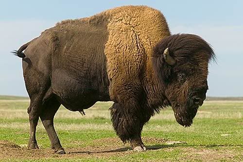 bison-standing.jpg