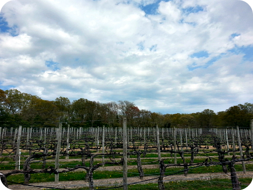 cape may winery