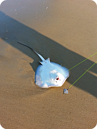 fenwick island stingray