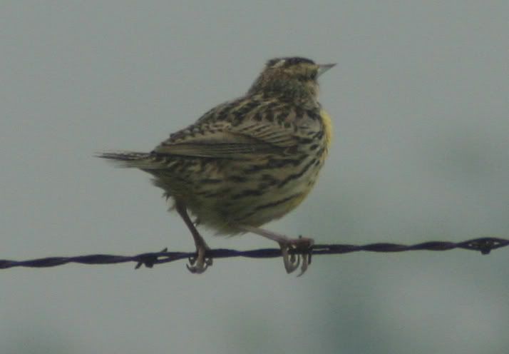Western Meadowlark from the back
