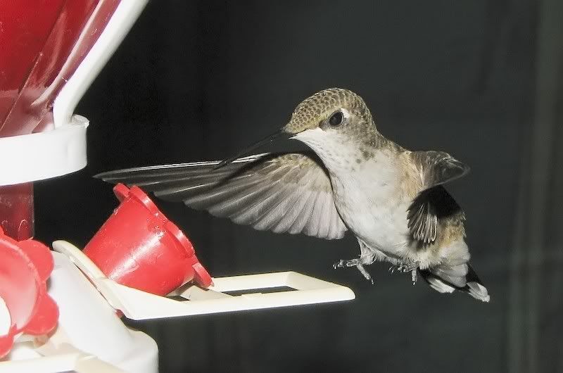 IMAGE: http://img.photobucket.com/albums/v105/ront1/Canon%20S3IS/Humming%20Birds/071007015_filtered.jpg