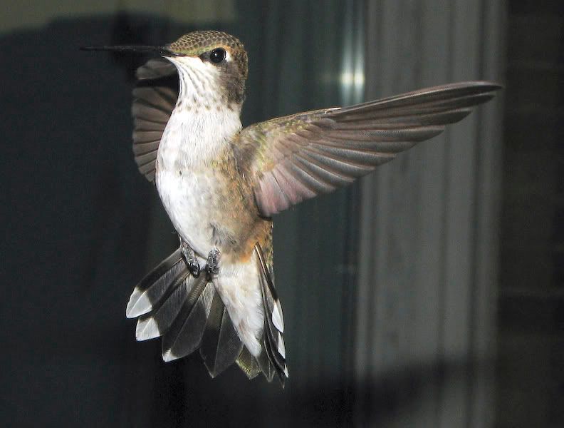 IMAGE: http://img.photobucket.com/albums/v105/ront1/Canon%20S3IS/Humming%20Birds/071007019.jpg