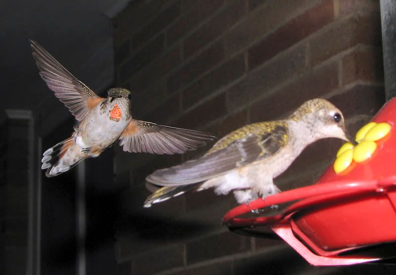 IMAGE: http://img.photobucket.com/albums/v105/ront1/Canon%20S3IS/Humming%20Birds/Fighting%20Hummers/071007089.jpg