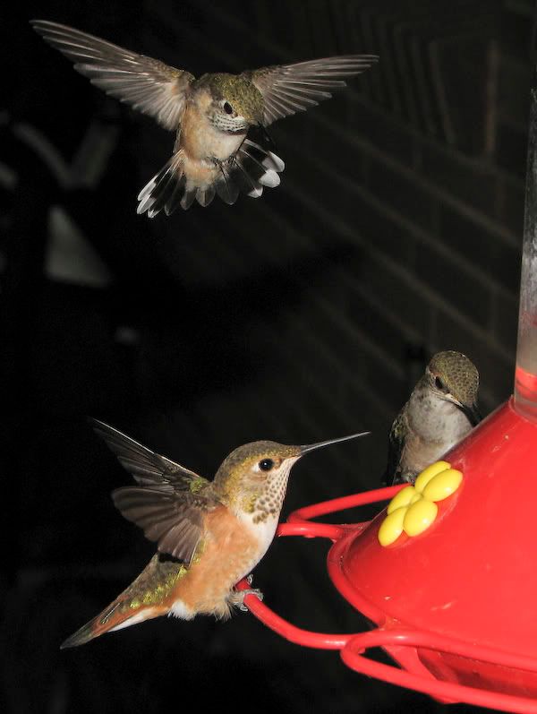 IMAGE: http://img.photobucket.com/albums/v105/ront1/Canon%20S3IS/Humming%20Birds/Fighting%20Hummers/IMG_3261.jpg