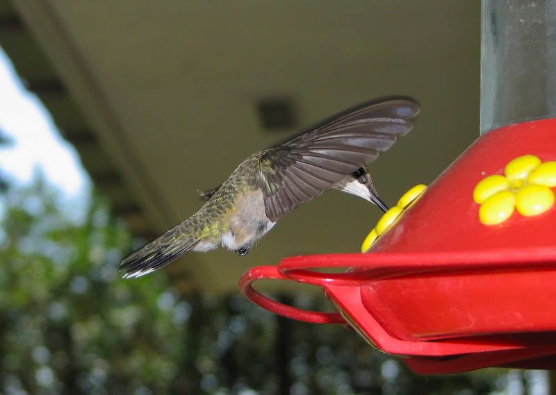 IMAGE: http://img.photobucket.com/albums/v105/ront1/Canon%20S3IS/Humming%20Birds/IMG_2822.jpg