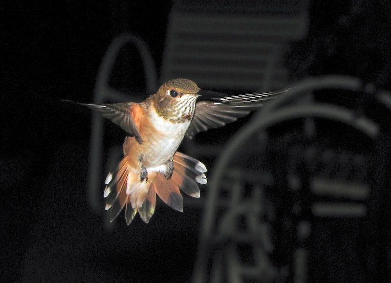 IMAGE: http://img.photobucket.com/albums/v105/ront1/Canon%20S3IS/Humming%20Birds/IMG_3270.jpg