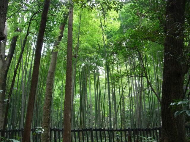 bamboo forest wallpaper. Wallpaper Different and