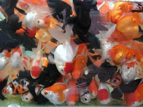 fantail goldfish eggs pictures. Goldfish, including the blue
