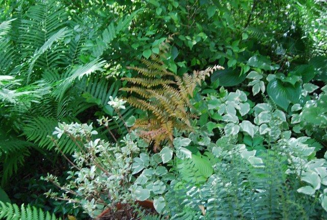  photo brilliantfern_zps70dd7dc0.jpg