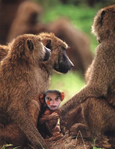 baboondoc3.jpg