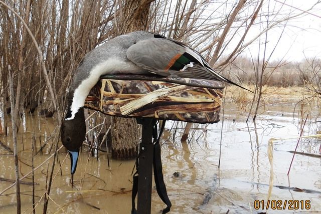 Troy02Jan2016Pintail-_zpsvlzra5fb.jpg