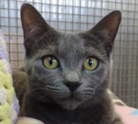 Kitty2_zps2c610cec.jpg