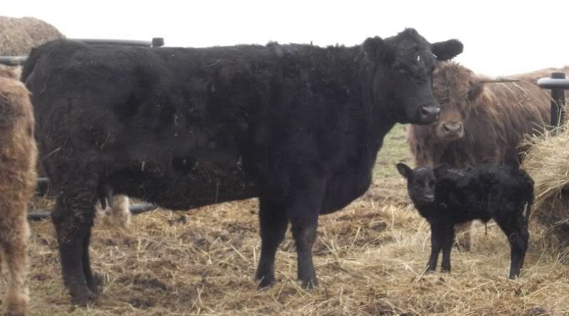 New Addition! :) - Cattle