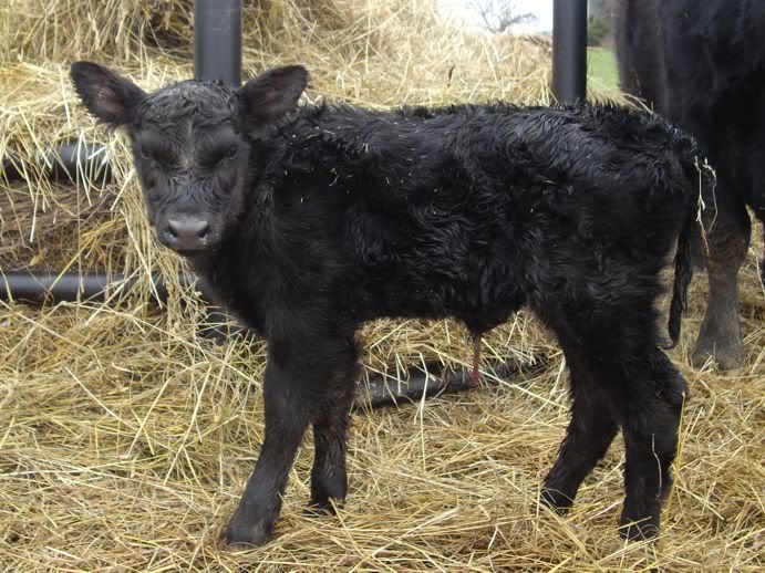 New Addition! :) - Cattle