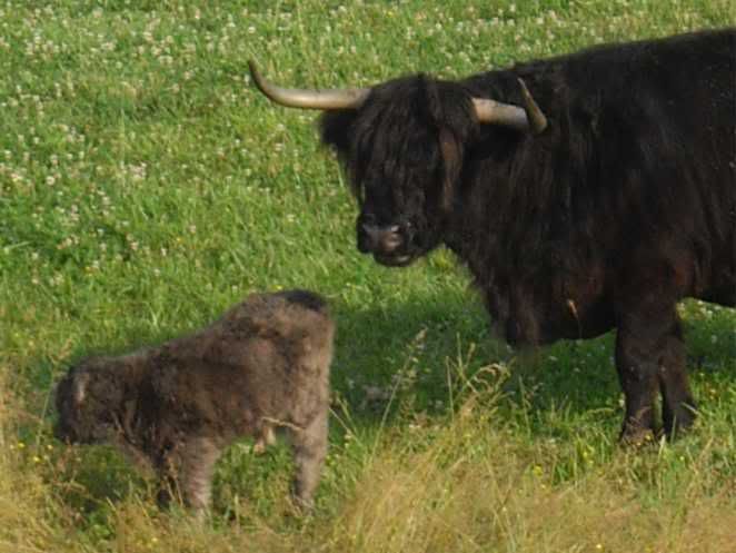 New herd addition! :) - Cattle