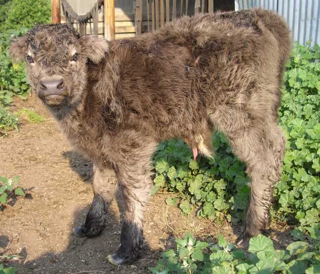 New herd addition! :) - Cattle