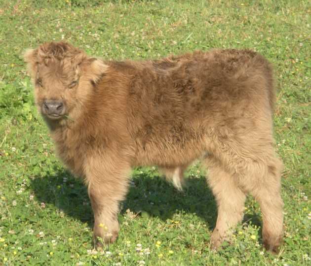 New herd addition! :) - Cattle