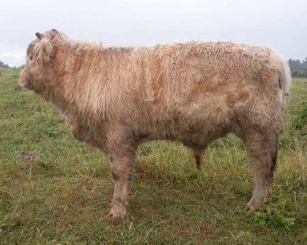 Highlands are here! - Cattle