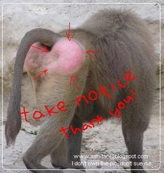 Baboon-pink-butt.jpg