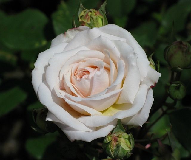  photo 1GrussanAachenatfiloliIMG_0928_zps9a2231a6.jpg