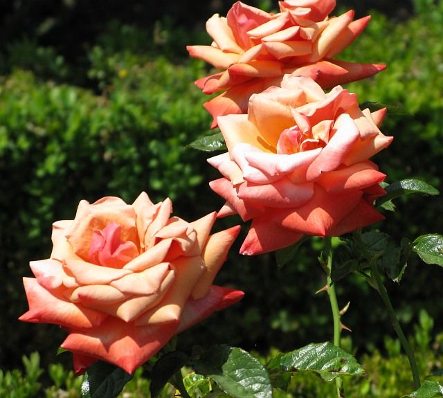  photo 1RememberMeatfiloliIMG_099195sh91p_zps6ec7cbb5.jpg