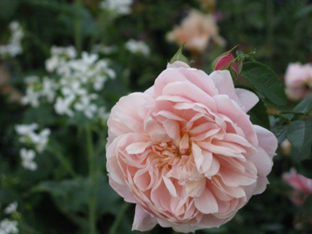  photo 2ColettewithLunariaIMG_0567640wide_zps136c43df.jpg