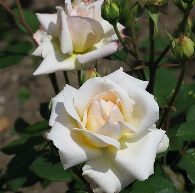  photo 2GrussanAachenatfiloliIMG_0929_zps022f0ae6.jpg